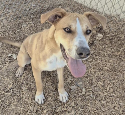 LYRIC - Labrador Retriever available for adoption