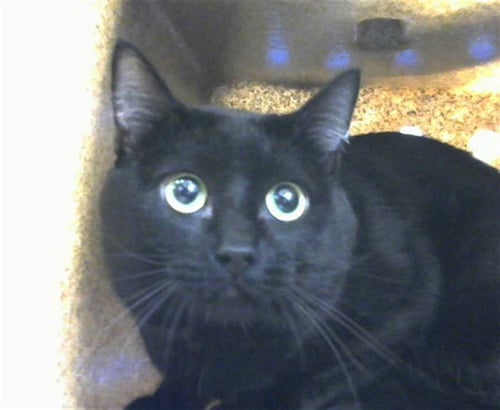 CORVO - Domestic Short Hair available for adoption