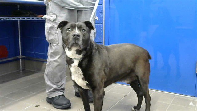 BULLY - American Pit Bull Terrier available for adoption