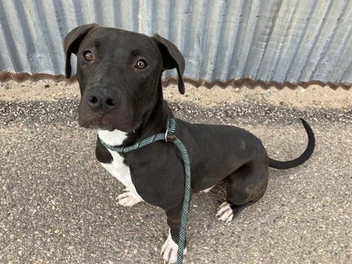 ZERO - Pit Bull Terrier available for adoption