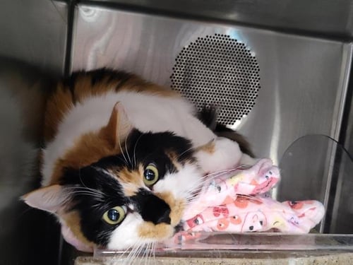 MS. MALACHI - Domestic Short Hair available for adoption
