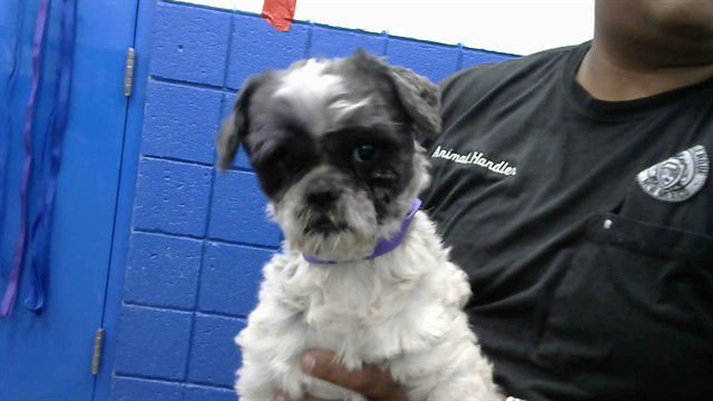 SAMULE - Shih Tzu available for adoption