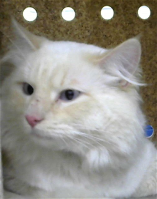 TONY - Domestic Medium Hair available for adoption