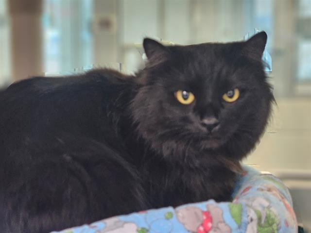 TIVA - Domestic Short Hair available for adoption