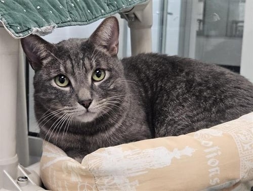 BONNIE - Domestic Medium Hair for adoption in Albuquerque