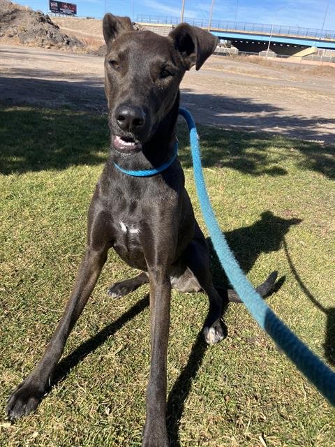 BELLA - Labrador Retriever available for adoption