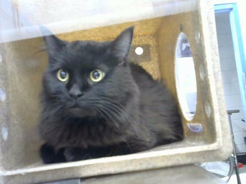 VELVET - Domestic Medium Hair available for adoption