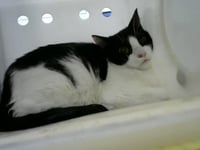 JAPAN - Photo 1