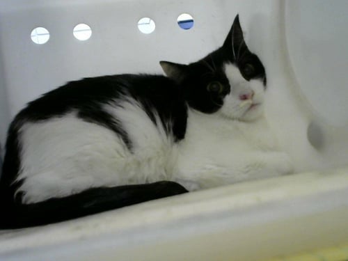 JAPAN - Domestic Short Hair available for adoption