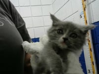 MAVIS - Photo 1