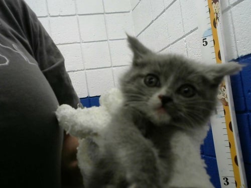 MAVIS - Domestic Short Hair available for adoption