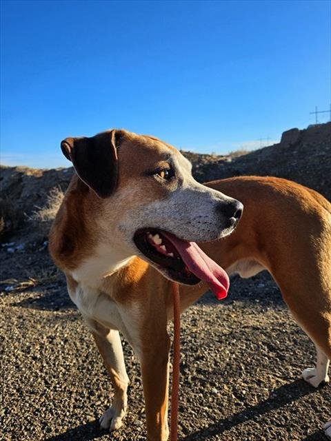 KIMO - Labrador Retriever available for adoption