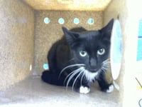 FRANKIE - Photo 1