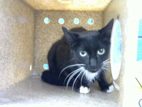 FRANKIE - Domestic Short Hair for adoption in Albuquerque