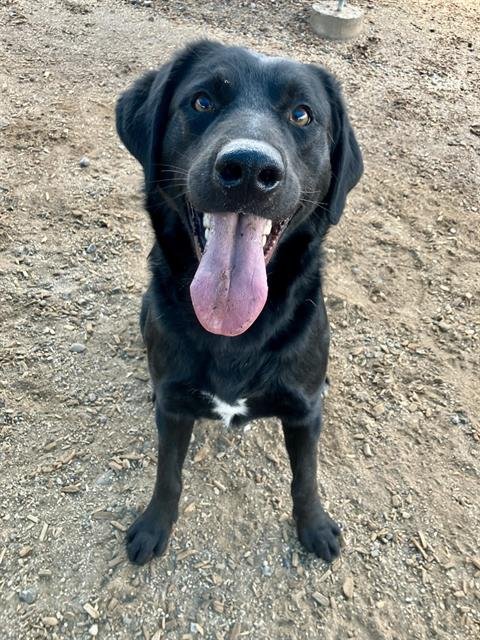 DUKE - Labrador Retriever available for adoption
