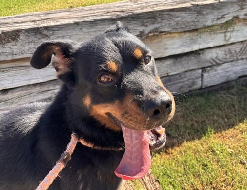 ANUBIS - Rottweiler available for adoption