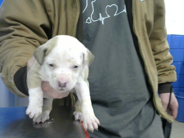 SARA - American Pit Bull Terrier available for adoption