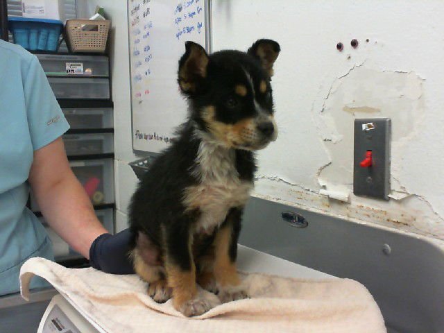 TEDDI - German Shepherd Dog available for adoption