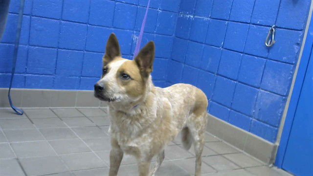 CARL - Australian Cattle Dog/Blue Heeler available for adoption