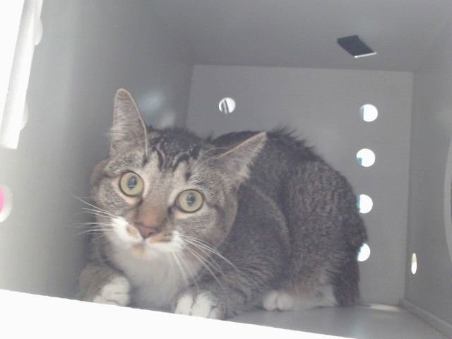 BONNIE - Domestic Short Hair available for adoption