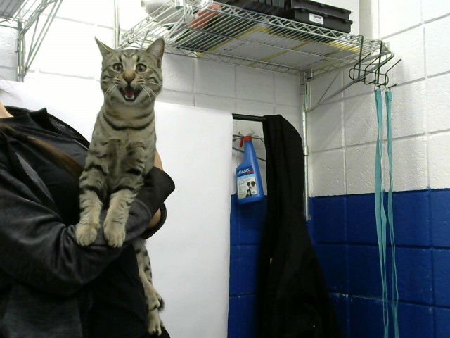 ORAN - Domestic Short Hair available for adoption