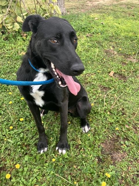 JAZZY - German Shepherd Dog available for adoption