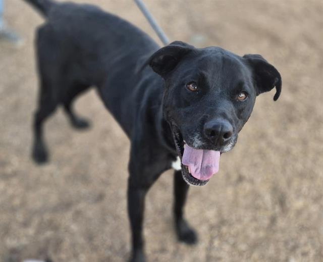 REAGI - Labrador Retriever available for adoption
