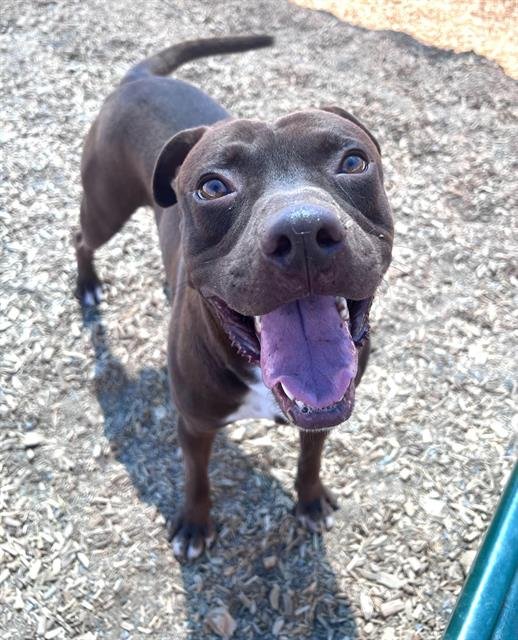 CHOCO - American Pit Bull Terrier available for adoption