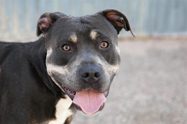 ZION - American Pit Bull Terrier available for adoption