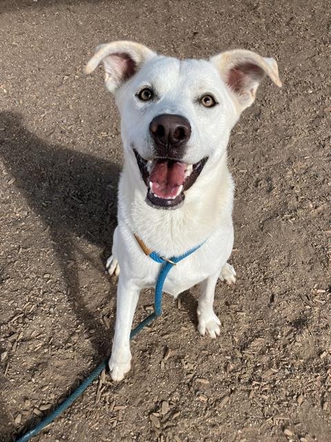 COOPER - Labrador Retriever available for adoption