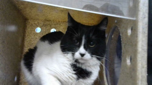 JOOPY - Domestic Short Hair for adoption in Albuquerque