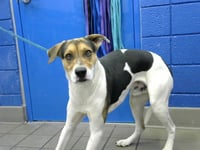 BANDIT - Photo 1