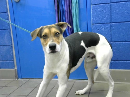 BANDIT - American Foxhound available for adoption