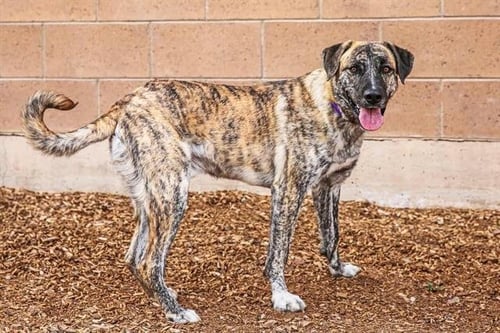 APOLLO - Australian Shepherd available for adoption