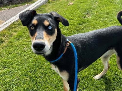 MILLIE - Husky available for adoption