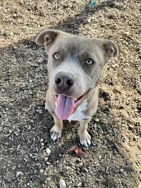 AMIRI - American Pit Bull Terrier available for adoption