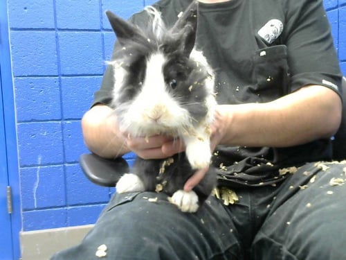 BRULEE - Longhaired Rabbit available for adoption