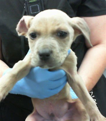 WASABI - Staffordshire Bull Terrier available for adoption