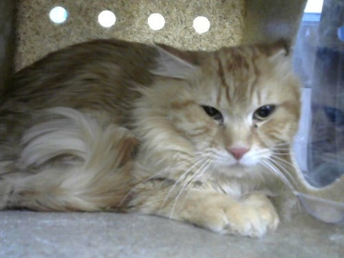 BANANA - Domestic Short Hair available for adoption
