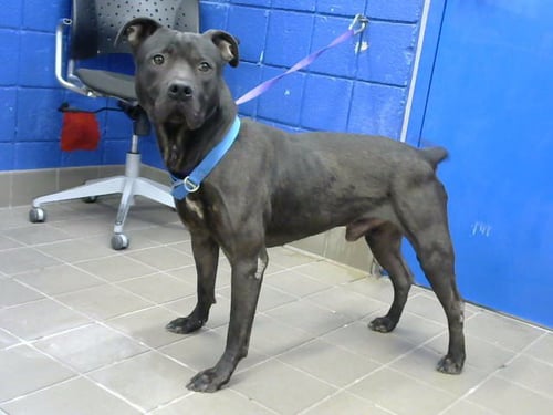 KING - American Pit Bull Terrier available for adoption