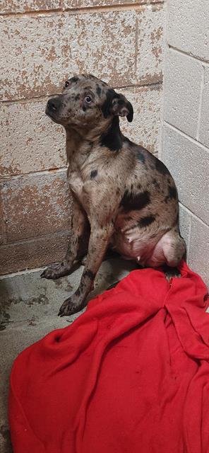 YACHT - Australian Cattle Dog/Blue Heeler available for adoption