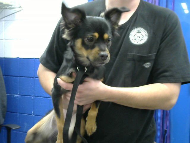 BABY GIRL - Chihuahua available for adoption