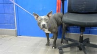 TILLY - Photo 1