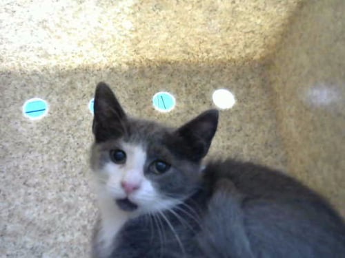 AHSOKA - Domestic Short Hair available for adoption