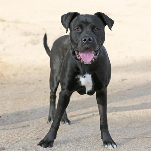 THORSTEN - American Pit Bull Terrier available for adoption