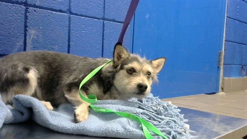TOOTS - Schnauzer available for adoption