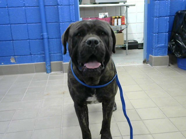 ZEUS - Cane Corso Mastiff available for adoption