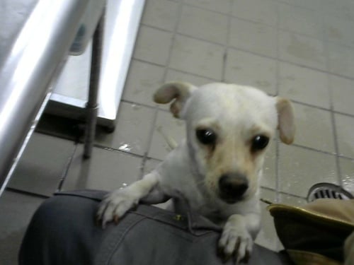 JUAN - Chihuahua available for adoption