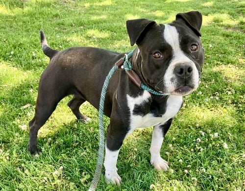BLANCA - American Bulldog available for adoption