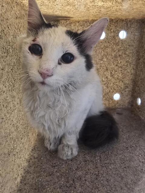 ROWAN - Domestic Short Hair available for adoption